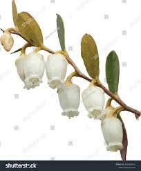 Attēlu rezultāti vaicājumam “Chamaedaphne calyculata fruit”