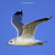 Attēlu rezultāti vaicājumam “Larus canus”