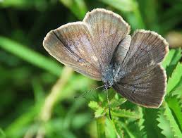 Attēlu rezultāti vaicājumam “Maculinea teleius underside”