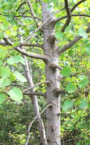 Attēlu rezultāti vaicājumam “Populus tremula leaf”