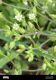 Attēlu rezultāti vaicājumam “Arenaria serpyllifolia flower”
