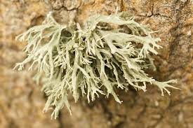Attēlu rezultāti vaicājumam “Ramalina farinacea”