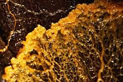 Attēlu rezultāti vaicājumam “Physarum obscurum plasmodium”