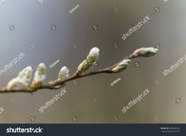 Attēlu rezultāti vaicājumam “Salix aurita bud”