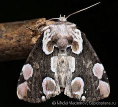 Attēlu rezultāti vaicājumam “Thyatira batis imago”