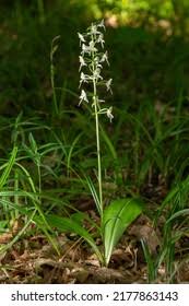 Attēlu rezultāti vaicājumam “Platanthera bifolia leaf”