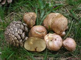 Attēlu rezultāti vaicājumam “Rhizopogon luteolus”