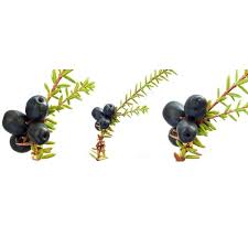 Attēlu rezultāti vaicājumam “Empetrum nigrum fruit”