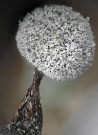 Attēlu rezultāti vaicājumam “Didymium spongiosum macro”