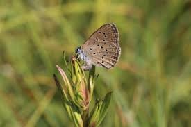 Attēlu rezultāti vaicājumam “Maculinea alcon underside”