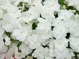 Image result for Impatiens walleriana