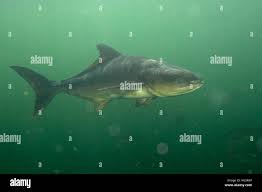 Image result for Rachycentron canadum