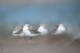 Attēlu rezultāti vaicājumam “Diachrysia tutti”