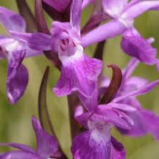 Attēlu rezultāti vaicājumam “Dactylorhiza traunsteineri”