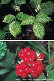 Attēlu rezultāti vaicājumam “Rubus saxatilis”