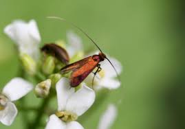 Attēlu rezultāti vaicājumam “Cauchas rufimitrella”