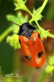 Attēlu rezultāti vaicājumam “Clytra quadripunctata”