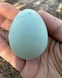 Attēlu rezultāti vaicājumam “Scolopax rusticola eggs”