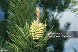 Attēlu rezultāti vaicājumam “Pinus sylvestris male flower”