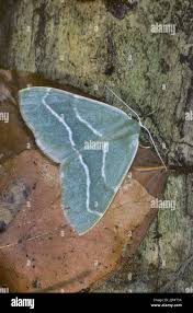 Attēlu rezultāti vaicājumam “Hylaea fasciaria”