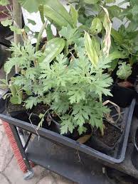 Attēlu rezultāti vaicājumam “Artemisia vulgaris”