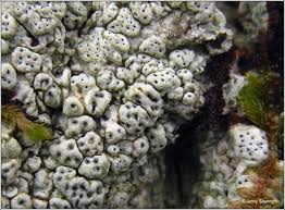 Attēlu rezultāti vaicājumam “Pertusaria pertusa”