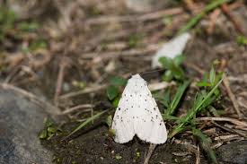 Attēlu rezultāti vaicājumam “Spilosoma sp.”