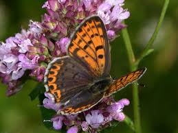 Attēlu rezultāti vaicājumam “Lycaena tityrus female”