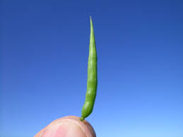 Attēlu rezultāti vaicājumam “Raphanus raphanistrum fruit”