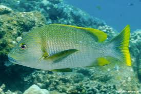Image result for Lutjanus cyanopterus