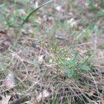 Attēlu rezultāti vaicājumam “Thesium ebracteatum leaf”