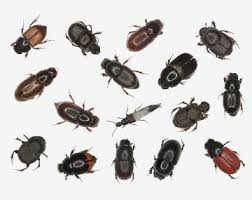 Attēlu rezultāti vaicājumam “Aphodius subterraneus”