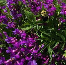 Attēlu rezultāti vaicājumam “Lathyrus vernus”