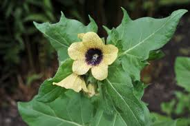 Image result for bilsenkraut