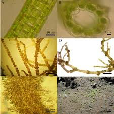 Attēlu rezultāti vaicājumam “Enteromorpha sp.”