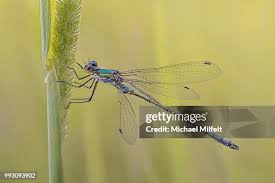 Attēlu rezultāti vaicājumam “Lestes virens female”