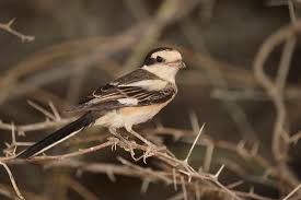 Image result for Lanius nubicus