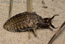 Attēlu rezultāti vaicājumam “Myrmeleontidae”