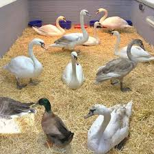 Image result for South Yorkshire Swans