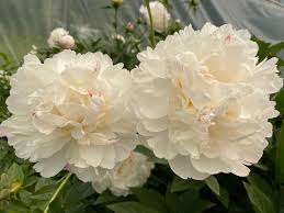 Attēlu rezultāti vaicājumam “Paeonia lactiflora”