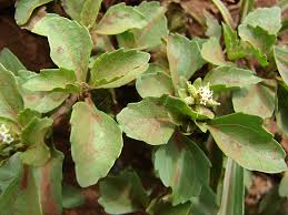 Attēlu rezultāti vaicājumam “Asteraceae”