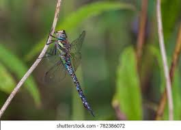 Attēlu rezultāti vaicājumam “Aeshna mixta male”