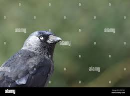 Attēlu rezultāti vaicājumam “Corvus monedula adult”