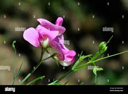 Attēlu rezultāti vaicājumam “Lathyrus sylvestris flower”