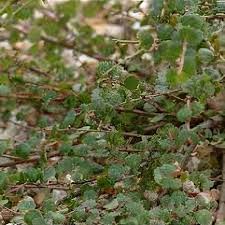 Attēlu rezultāti vaicājumam “Betula nana”