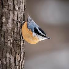 Image result for Sitta canadensis