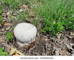 Attēlu rezultāti vaicājumam “Langermania gigantea”