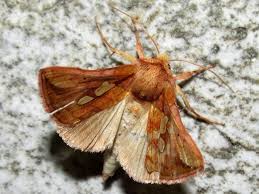 Attēlu rezultāti vaicājumam “Plusia festucae”