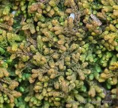 Attēlu rezultāti vaicājumam “Ptilidium pulcherrimum”