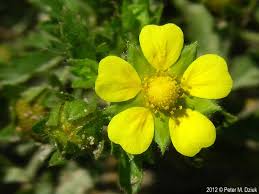 Attēlu rezultāti vaicājumam “Potentilla erecta fruit”